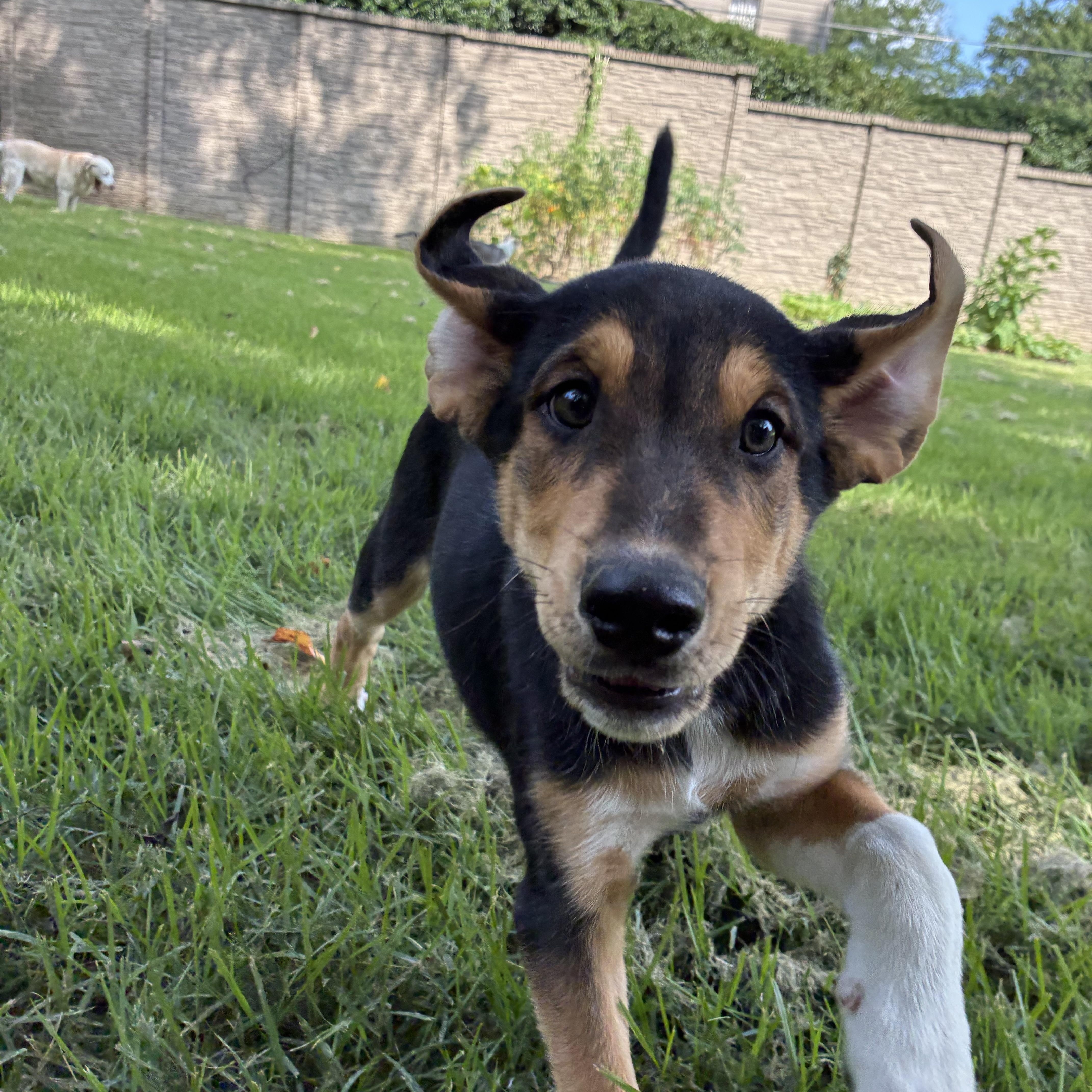 A baby medium-sized male Black Mixed Breed dog named Bernie for adoption in Memphis, TN