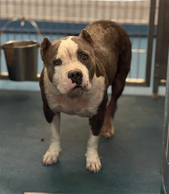 An adult large-sized female Mixed Breed dog named Feisty for adoption in Dallas, TX