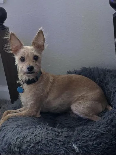 A senior small-sized female Golden Chihuahua dog named Keke for adoption in Liverpool, TX