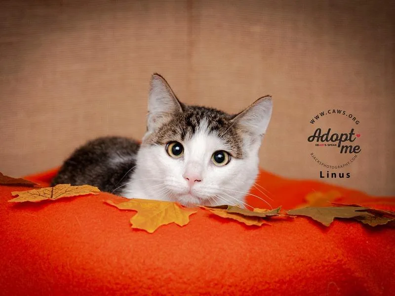 An adult medium-sized male Domestic Short Hair cat named Fred for adoption in Salt Lake City, UT