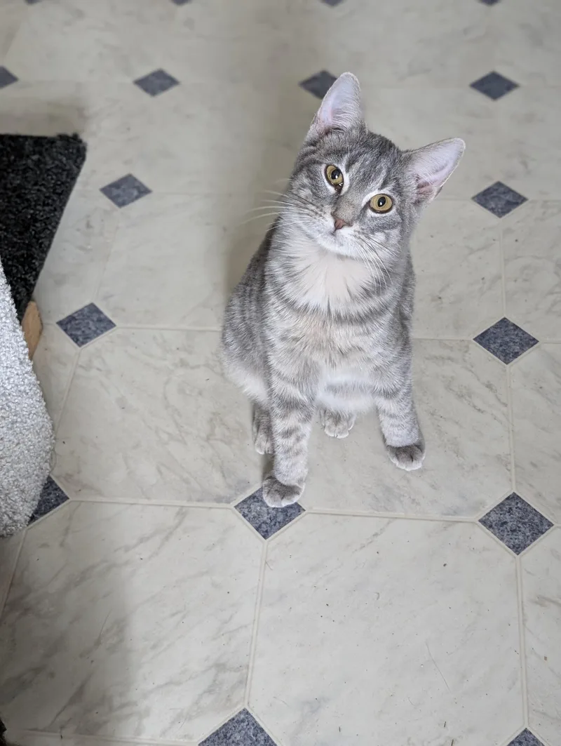 Little Gray thumbnail 6