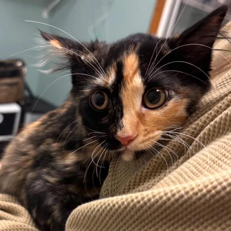 Juniper