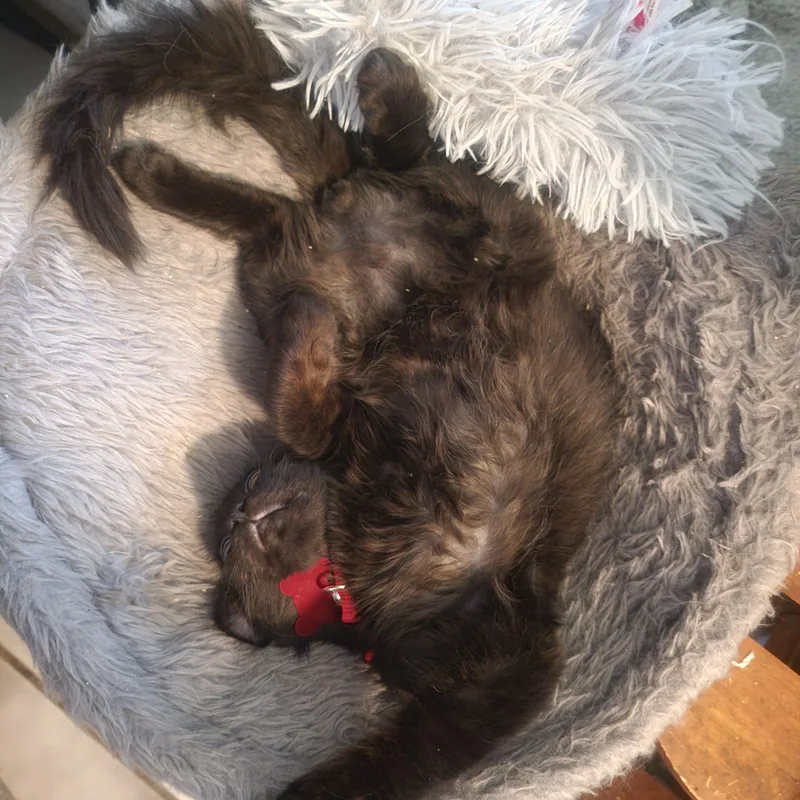 Elijah And Phoenix thumbnail 2