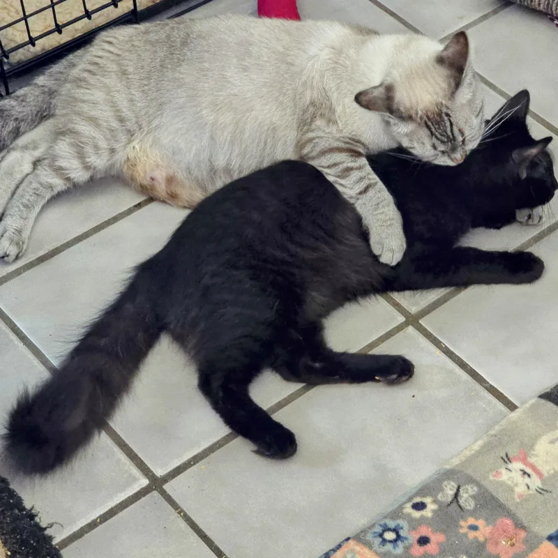 Elijah And Phoenix thumbnail 3