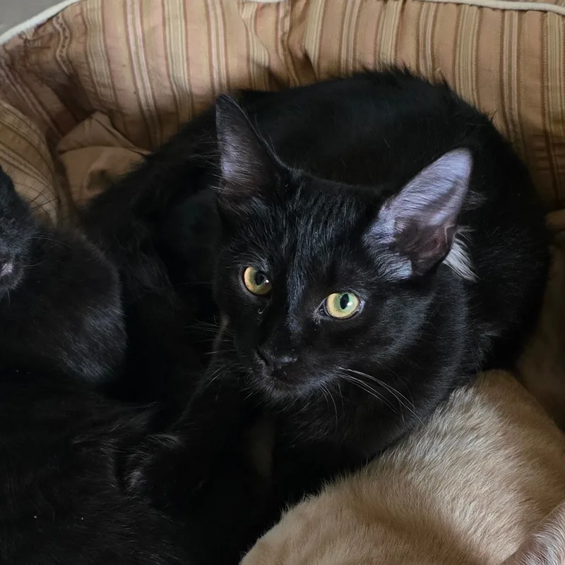 Elijah And Phoenix thumbnail 4