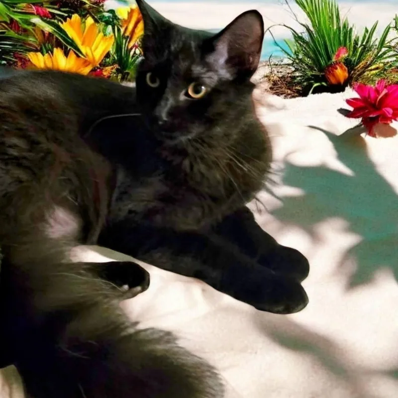 Elijah And Phoenix thumbnail 5