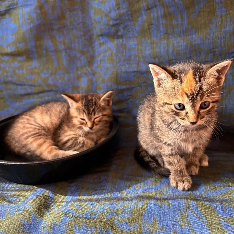 Sparkles thumbnail 2