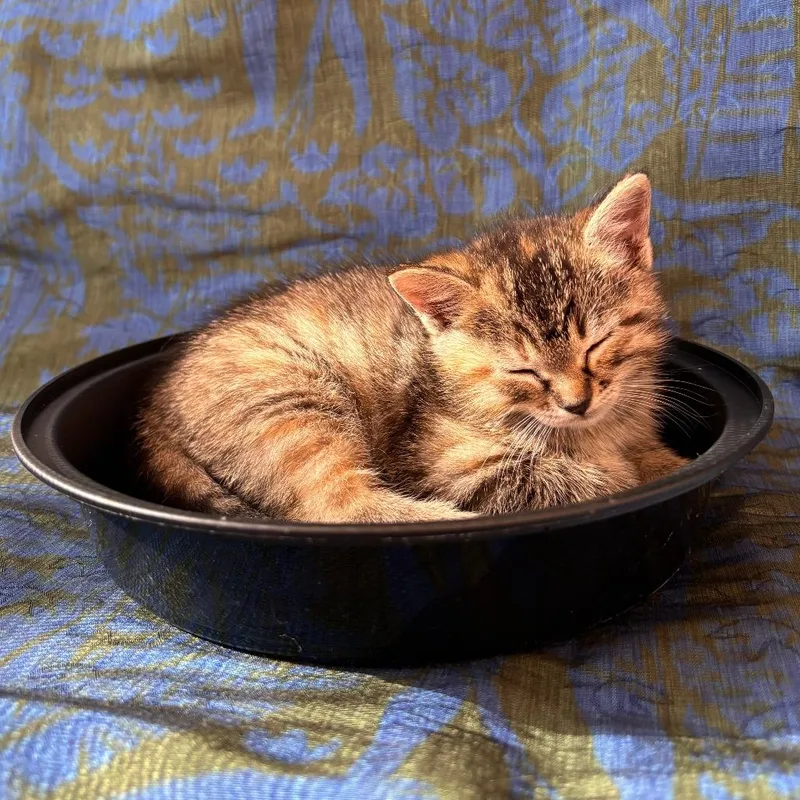 Sparkles thumbnail 3