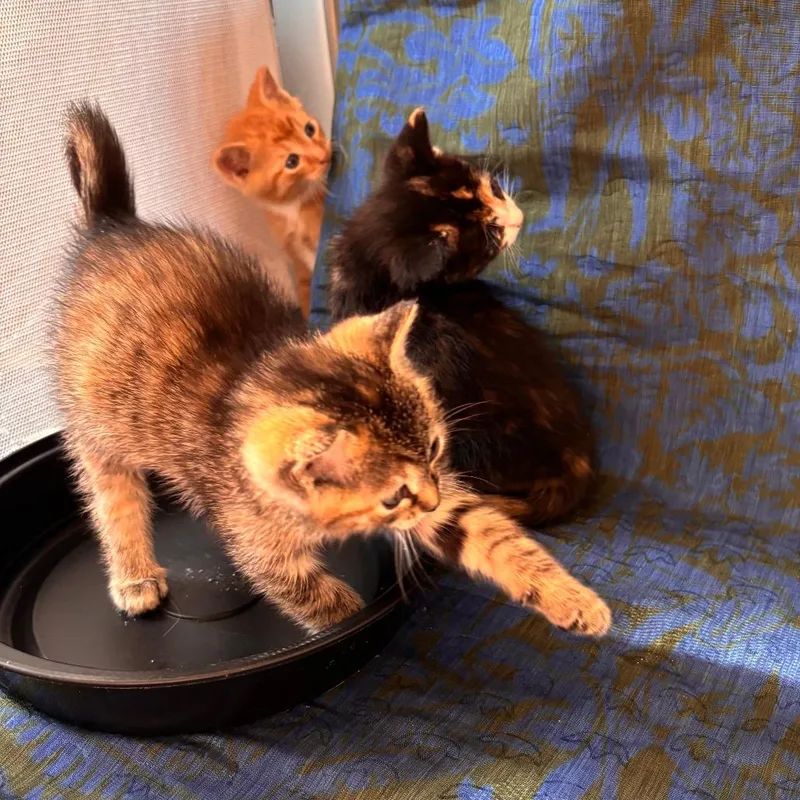 Sparkles thumbnail 4