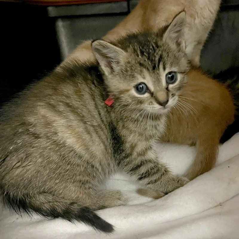 Sparkles thumbnail 5