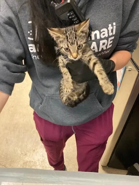 A young medium-sized female Gray / Blue / Silver Domestic Short Hair cat named Boo for adoption in Cincinnati, OH