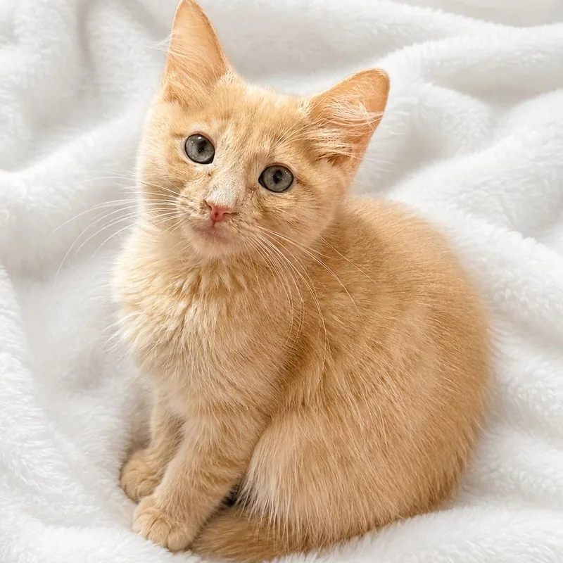A baby medium-sized female Buff / Tan / Fawn Domestic Long Hair cat named Lillianas Fluffy Beauty for adoption in Glendora, CA