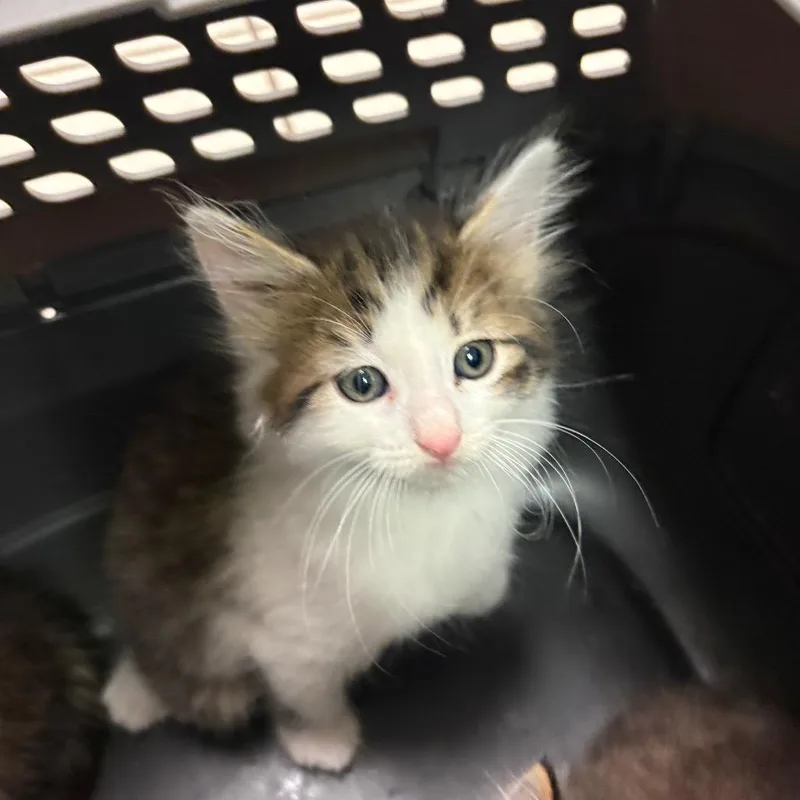A baby small-sized male Brown / Chocolate Domestic Medium Hair cat named Louie for adoption in Charleston, WV
