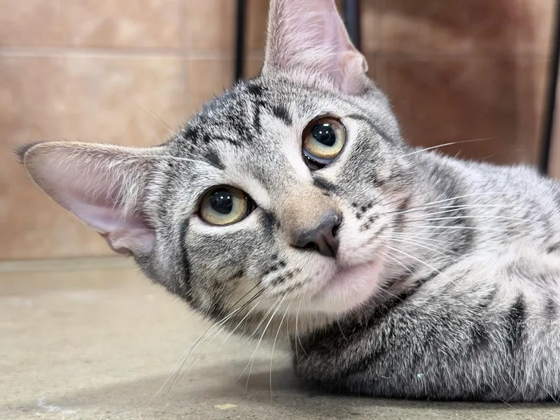 A baby medium-sized male Domestic Short Hair cat named Baloo for adoption in Honeoye, NY