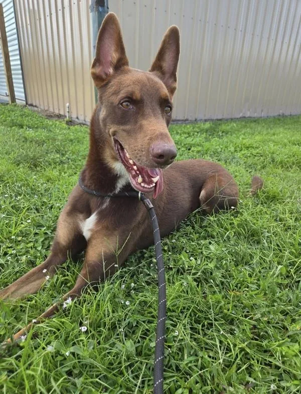 An adult large-sized male Mixed Breed dog named Mickey for adoption in Melbourne, FL