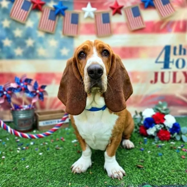 An adult large-sized male Basset Hound dog named Stretch for adoption in Long Beach, CA