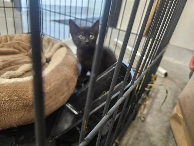 A baby small-sized male Domestic Short Hair cat named Sirius for adoption in Panama City, FL