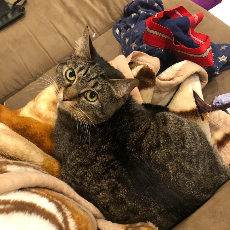 An adult medium-sized female Domestic Short Hair cat named Socks for adoption in Auburn, WA