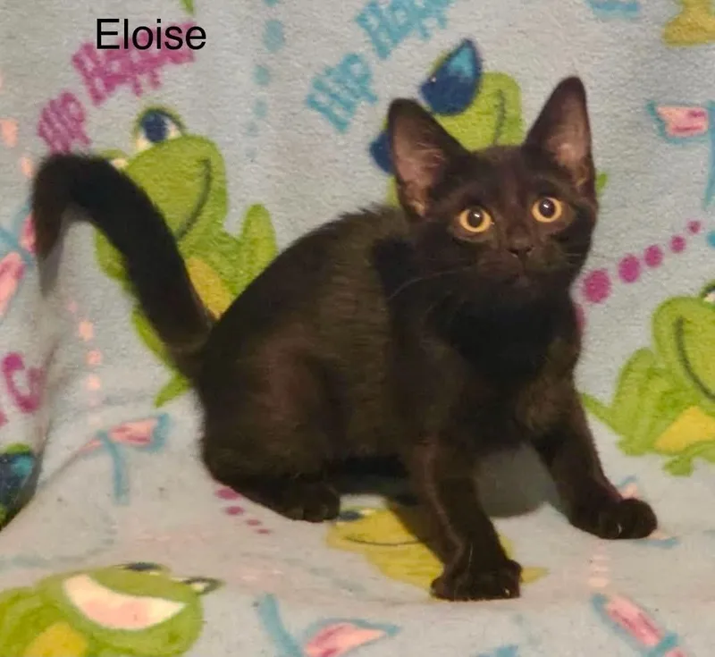 Eloise thumbnail 2