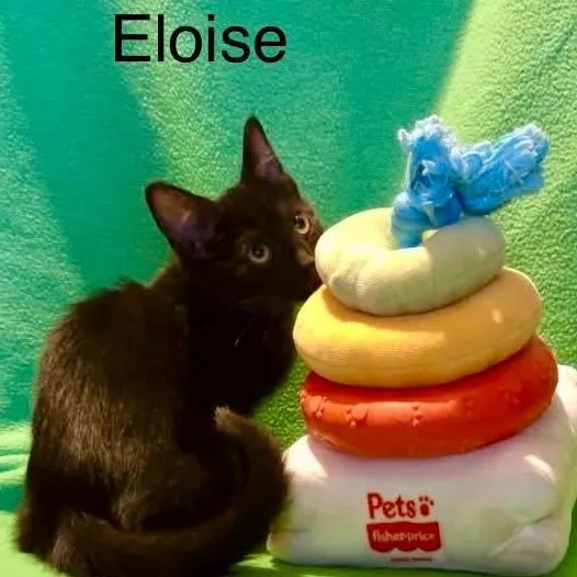 Eloise thumbnail 3