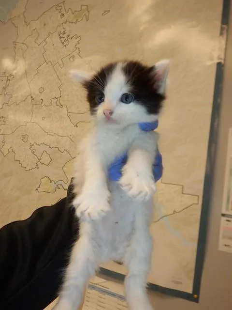 A baby small-sized male Domestic Short Hair cat named Capricorn for adoption in San Jose, CA