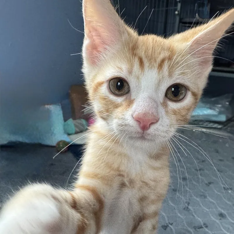 A baby small-sized male Orange / Red Domestic Short Hair cat named Alcala for adoption in Newark, DE