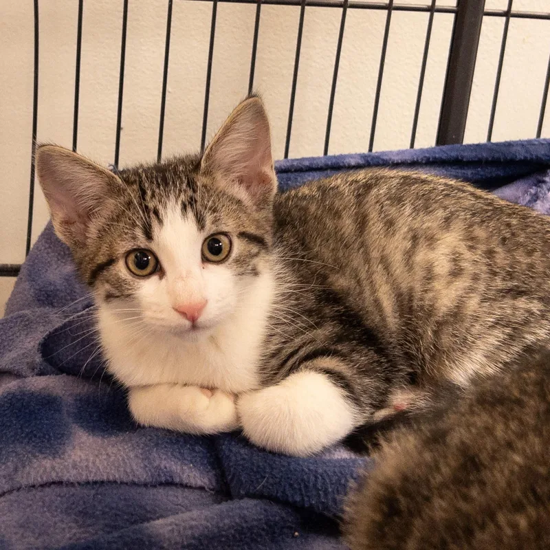 A baby medium-sized male Tabby (Brown / Chocolate) Domestic Short Hair cat named Smitts for adoption in Overland Park, KS