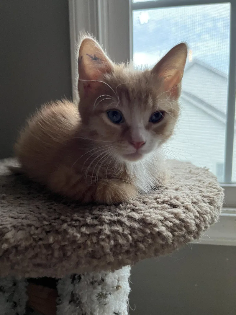A baby medium-sized male Orange / Red Domestic Short Hair cat named Karuka for adoption in Trenton, NJ