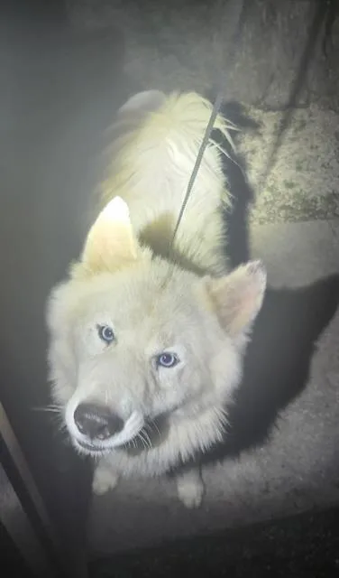 An adult large-sized male Siberian Husky dog named Bjork for adoption in San Antonio, TX