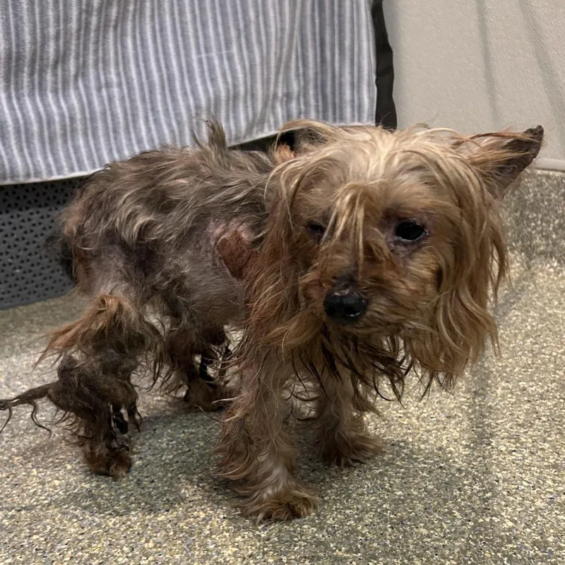 An adult small-sized male Brown / Chocolate Yorkshire Terrier dog named Ivhsstray for adoption in San Gabriel, CA