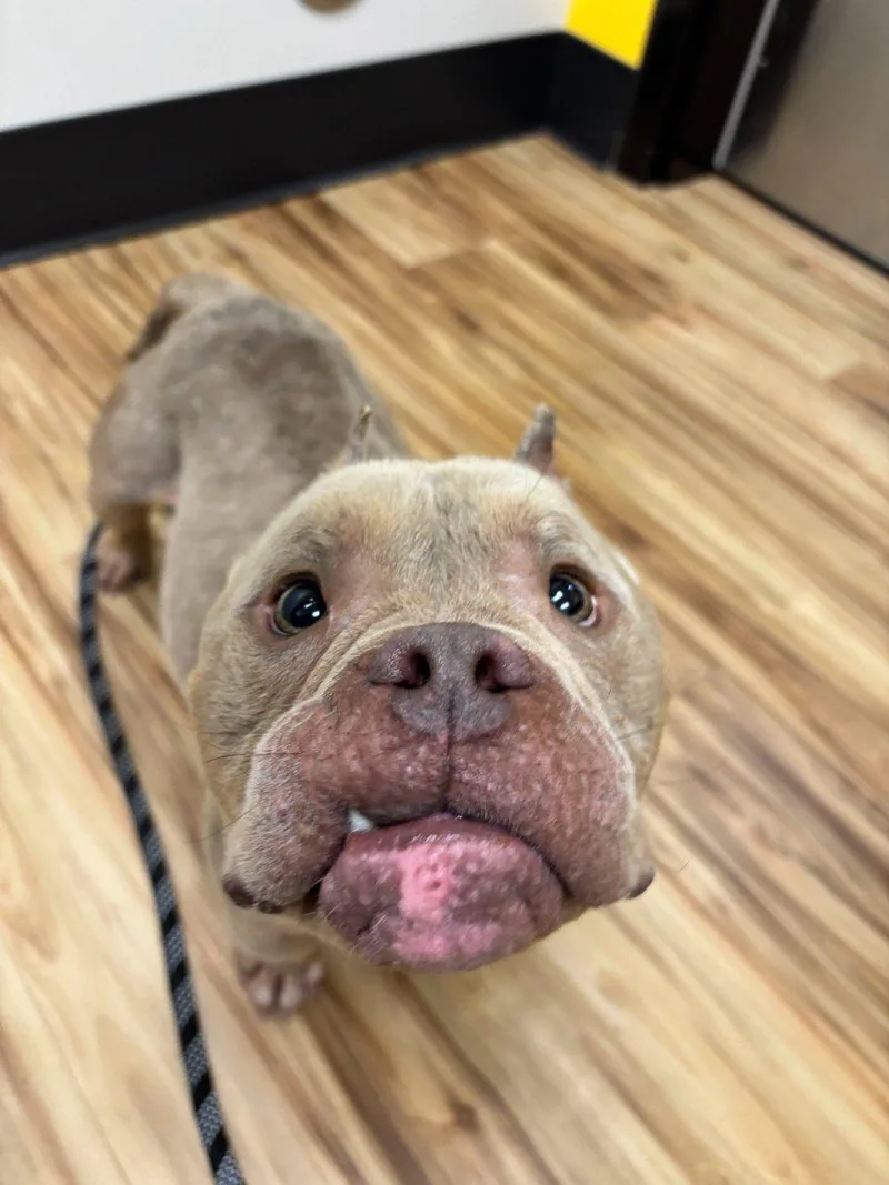 A young medium-sized male Yellow / Tan / Blond / Fawn Mixed Breed dog named Dr. Who for adoption in Raleigh, NC