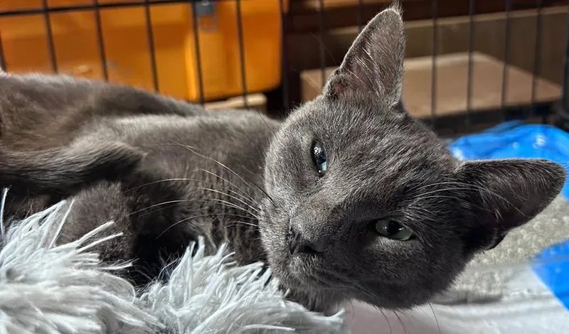 A young medium-sized female Domestic Short Hair cat named Lulu for adoption in Hoover , AL