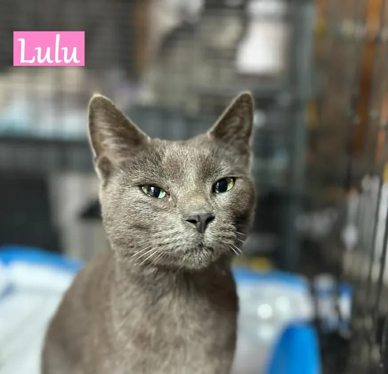 Lulu thumbnail 3