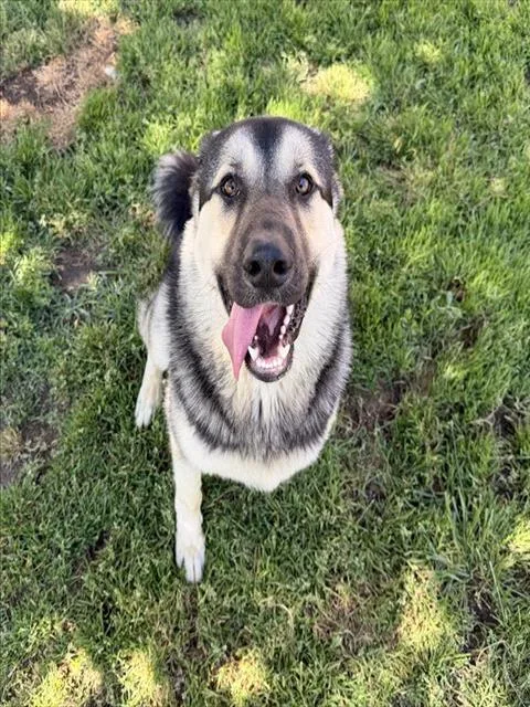 A young extra large-sized male German Shepherd Dog dog named Luka for adoption in Modesto, CA