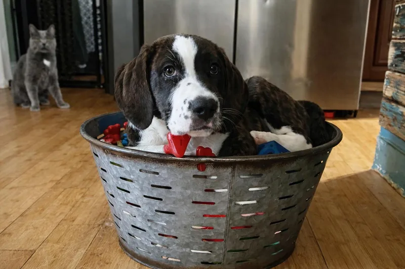 A baby large-sized male Bloodhound dog named Axel for adoption in Hilham, TN