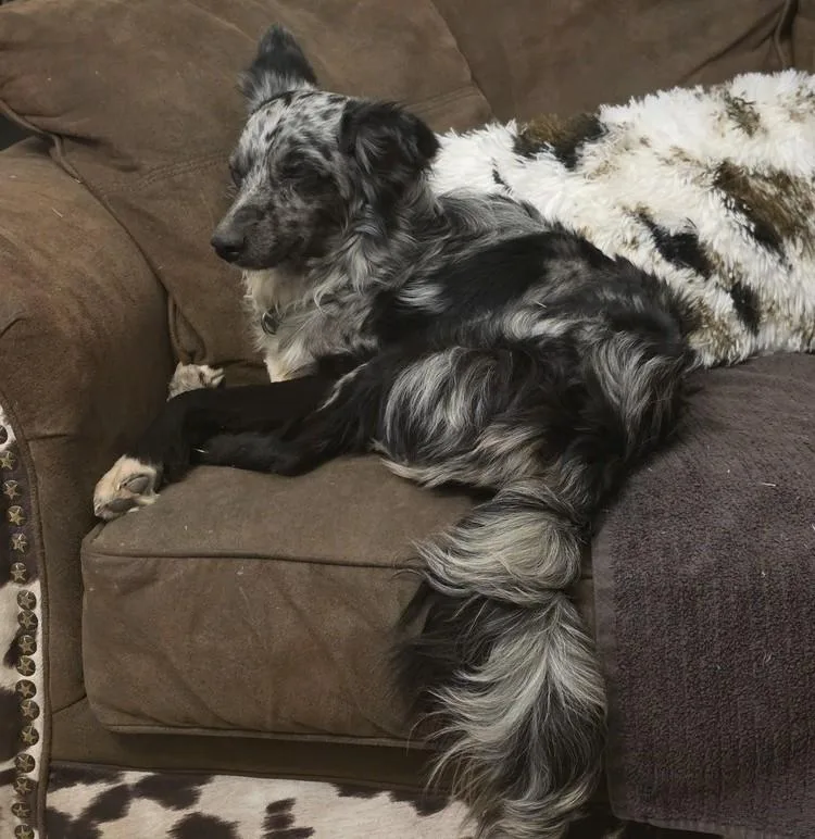Domino