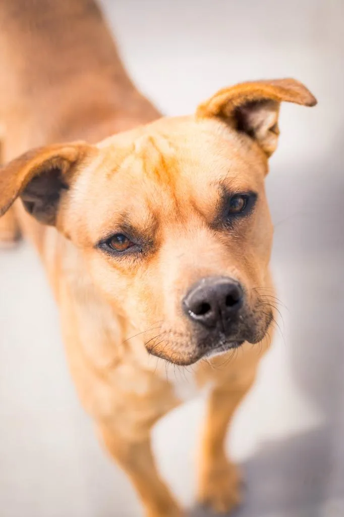 An adult medium-sized male Pit Bull Terrier dog named Bart for adoption in Fort Lupton, CO