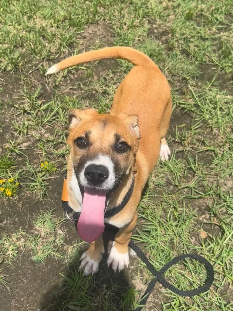 A baby medium-sized female Shepherd dog named Callie for adoption in Benton, AR