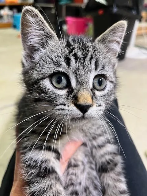 A baby small-sized male Domestic Short Hair cat named Cilantro for adoption in Anoka, MN