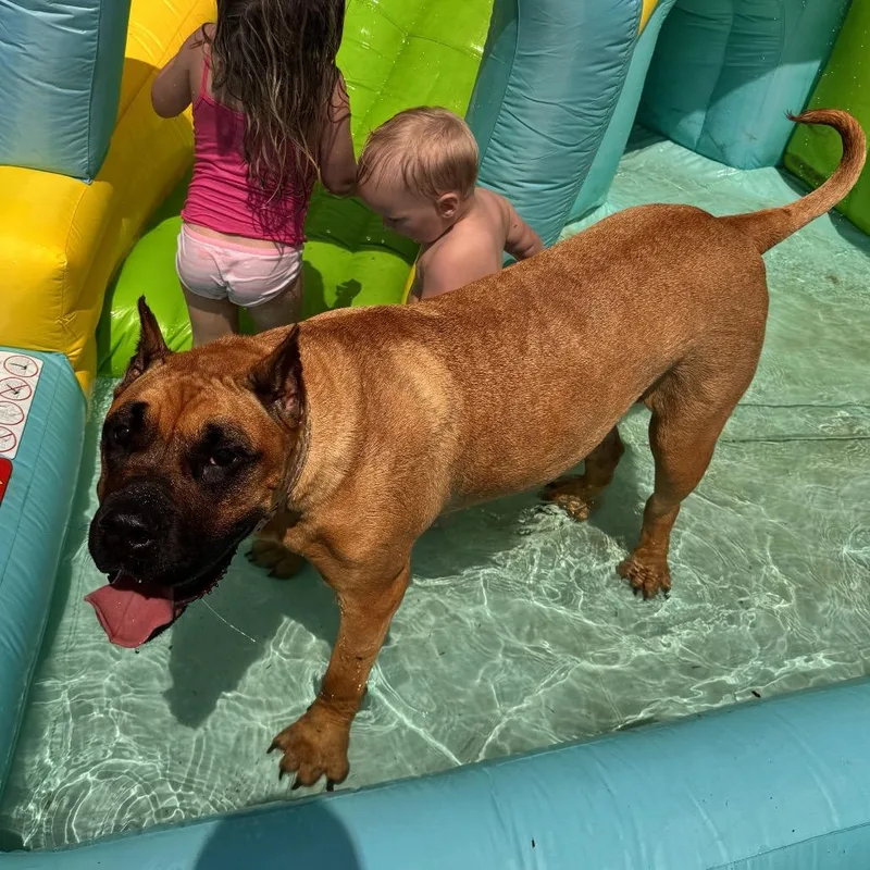 A young small-sized female Yellow / Tan / Blond / Fawn Presa Canario dog named Nala for adoption in manchester, PA