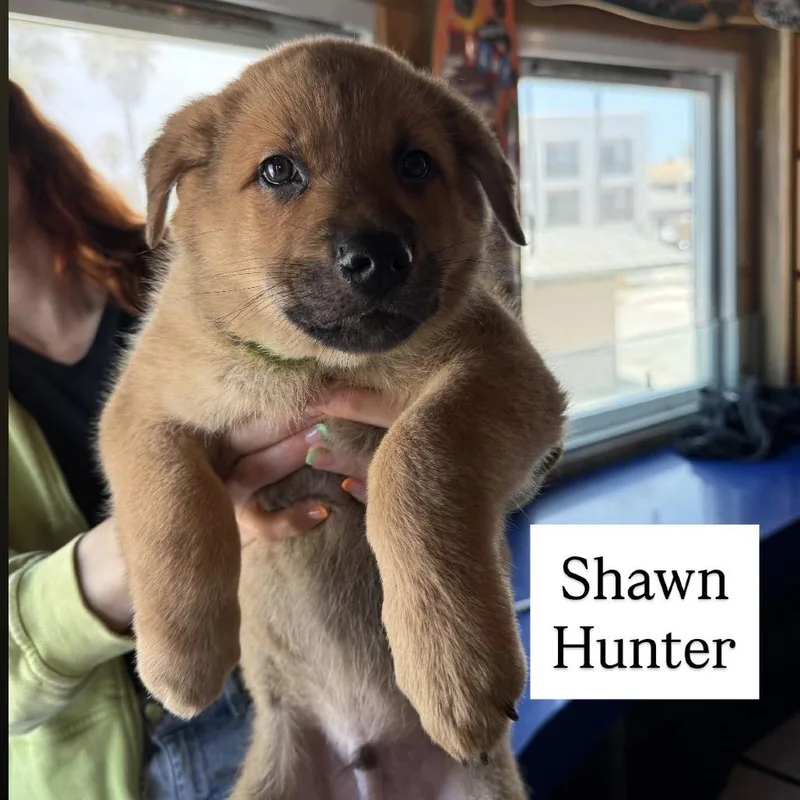Shawn Hunter thumbnail 3