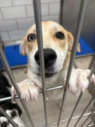 A young medium-sized female Mixed Breed dog named Chloe for adoption in North Richland Hills, TX