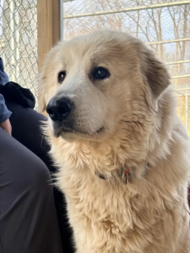 An adult extra large-sized female Great Pyrenees dog named Polly for adoption in Hagerstown, MD