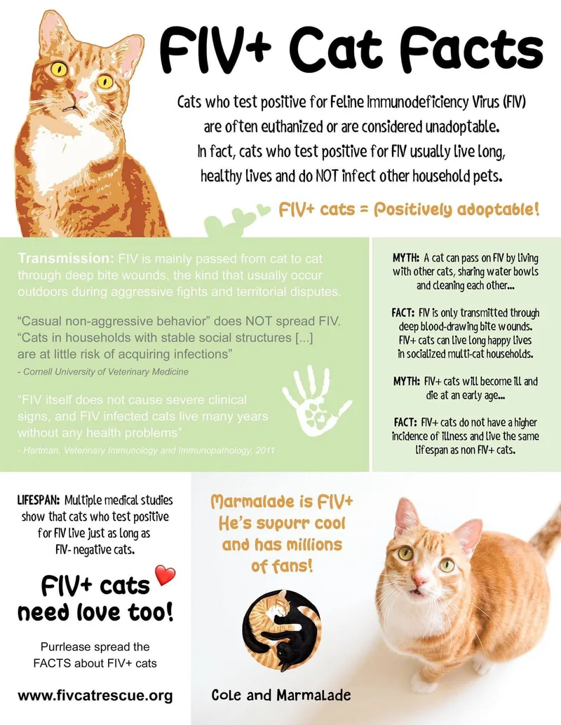 A young large-sized male Orange / Red Tabby cat named Newman for adoption in Flint, TX