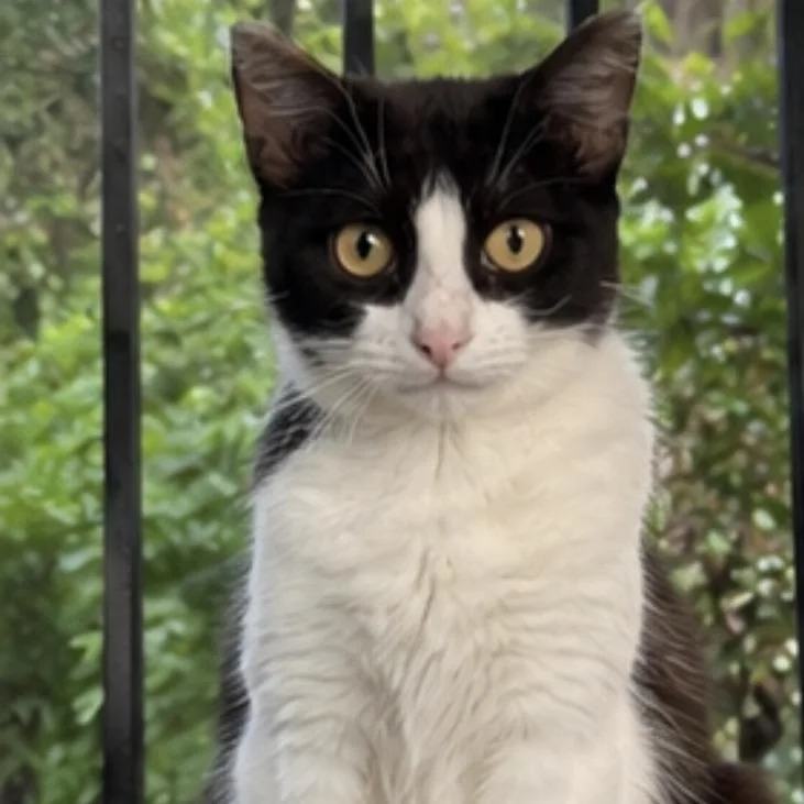 A young medium-sized female Black Domestic Short Hair cat named Mia for adoption in Boston, MA