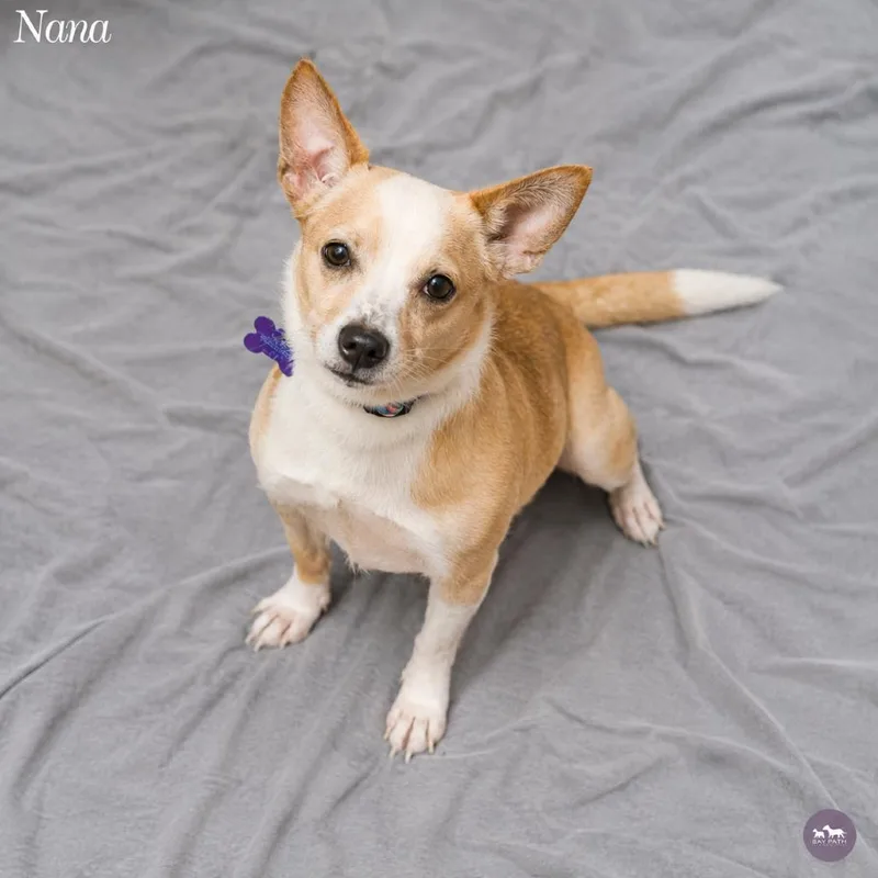 A senior small-sized female Yellow / Tan / Blond / Fawn Chihuahua dog named Nana for adoption in Hopkinton, MA