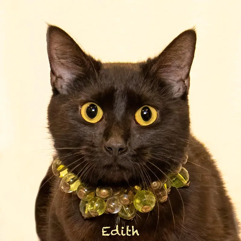 An adult medium-sized female Domestic Short Hair cat named Edith for adoption in Hot Springs Village, AR