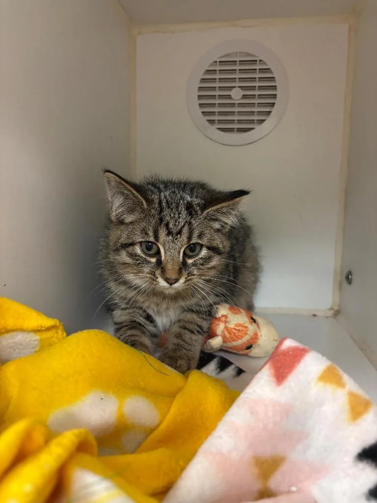 A baby small-sized male Domestic Short Hair cat named Bengie for adoption in Johnson City, TN