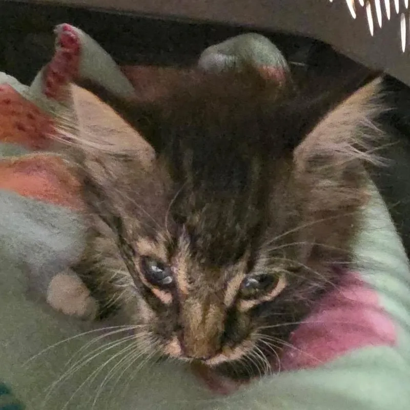 A baby small-sized male Domestic Medium Hair cat named Uni for adoption in Edinburg, TX