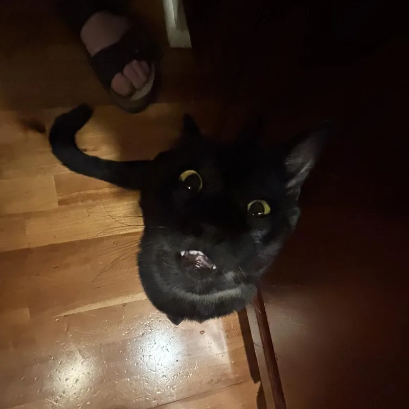 A young medium-sized male Black Domestic Short Hair cat named Glenn CoCo for adoption in Lakewood, CO